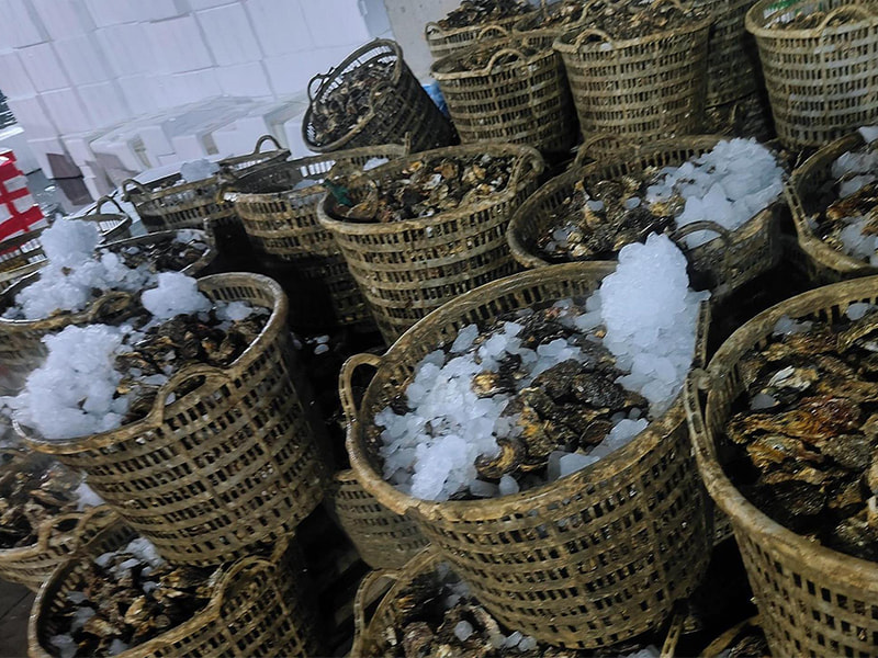 Merevolusi Logistik Makanan Laut Mesin Es Balok Canggih BAOCHARM
